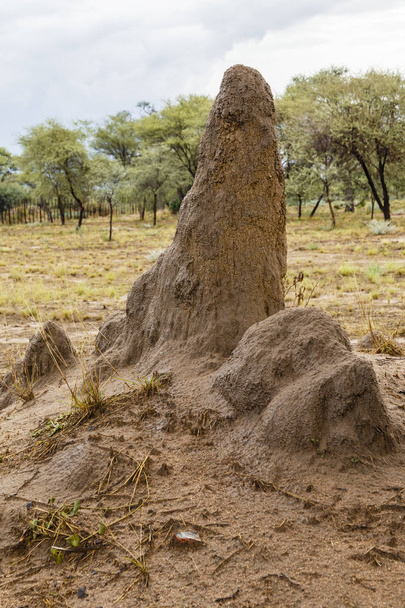 Zürafa, bir su kuyusu içme - Fotoğraf, Görsel