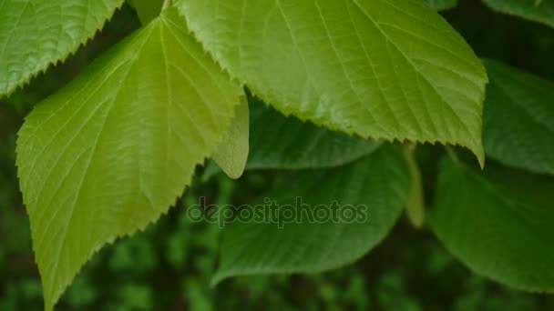 Green, fresh leaves Lime tree linden Tilia in summer. Shooting of static camera. 1080 Full HD video footage. - Footage, Video