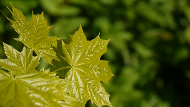 Zöld levelek, tavasszal. Gyönyörű fiatal zöld juhar fa lengett a szélben. - Felvétel, videó