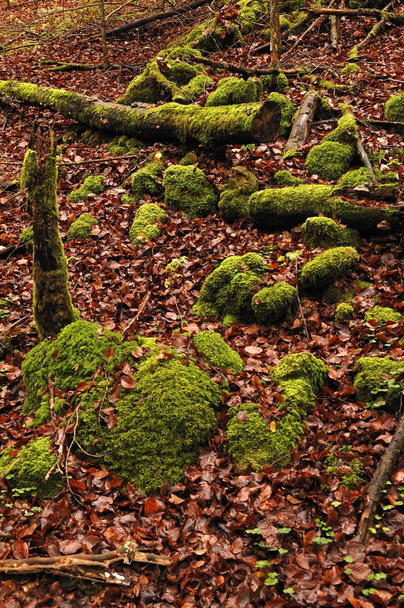 Moss-covered rocks and tree trunks in fallen beech leaves, Velden an der Pegnitz, Hersbrucker Schweiz region, Middle Franconia, Bavaria, Germany, Europe - Photo, image