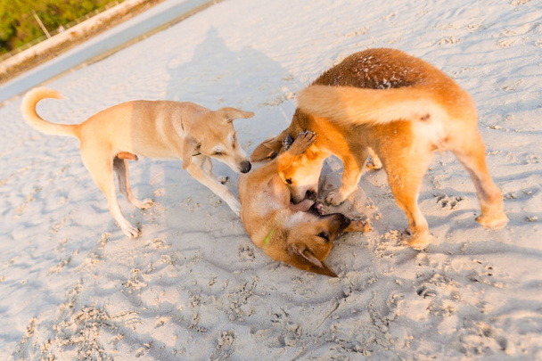 Přátelskými psy na Koh Larn - Fotografie, Obrázek
