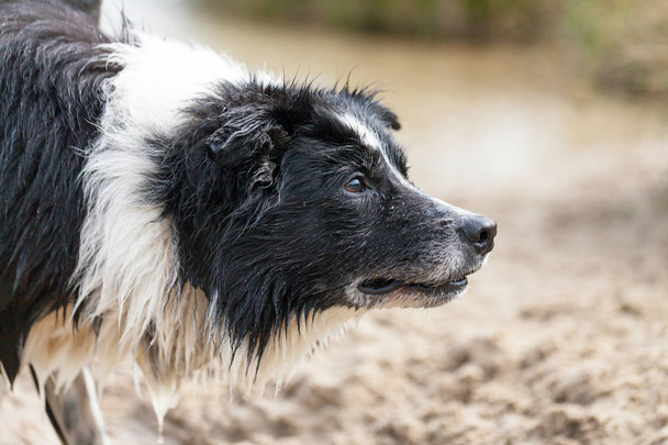 Porträt eines Border Collie Hundes - Foto, Bild