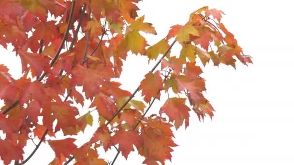 Ağaç ile sonbahar soğuk kırmızı yaprakları - Video, Çekim