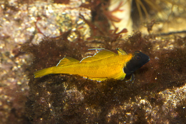 Yellow black-faced blenny (Tripterygion delaisi). - Photo, Image