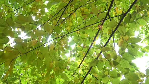 Bäume des Herbstparks - Filmmaterial, Video