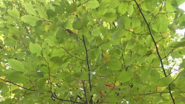 Δέντρα του πάρκου του φθινοπώρου - Πλάνα, βίντεο