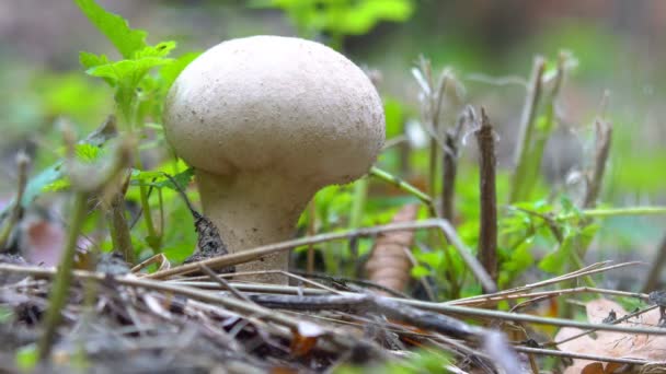 Вид на осенние грибы
 - Кадры, видео