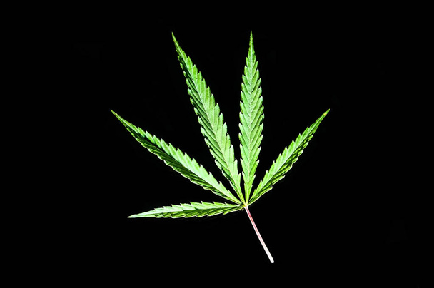 Hoja de cannabis, aislada de marihuana
 - Foto, Imagen