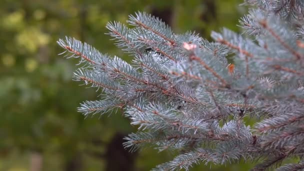 Needles of Pine Tree - Footage, Video