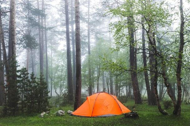 oranssi teltta sumuisessa metsässä
 - Valokuva, kuva