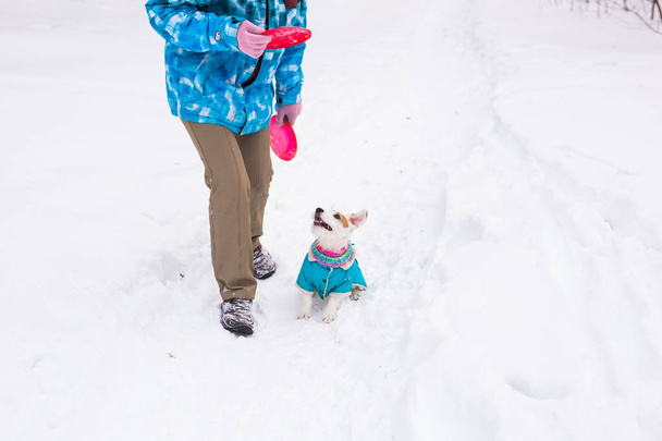 Собака Джек Рассел Терьер играет в зимнем парке
 - Фото, изображение