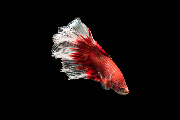 rojo con peces siameses blancos, betta splendens
 - Foto, imagen