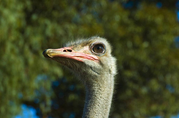 Ostrich Struthio camelus, portrait, South Africa - Valokuva, kuva