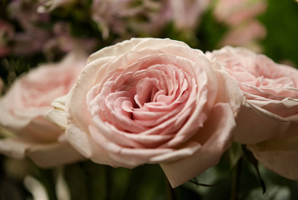Beautiful roses flower - Foto, immagini