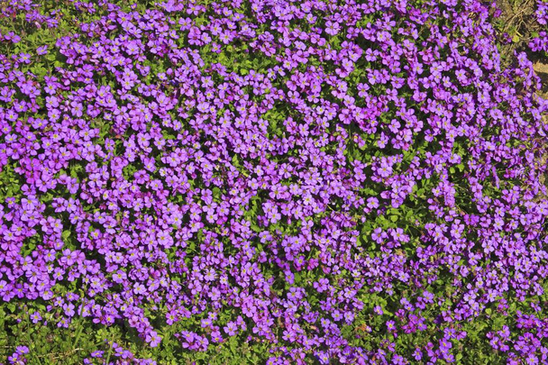 Nagyvirágú Aubrieta, Rock Cress vagy Rockcress (Aubrieta x cultorum), virágzó, virágzó - Fotó, kép