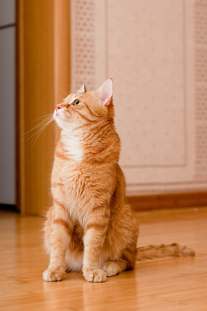 Ginger tabby cat - Фото, изображение