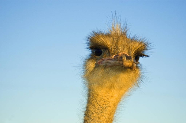 Ostrich Struthio camelus, South Africa - Zdjęcie, obraz