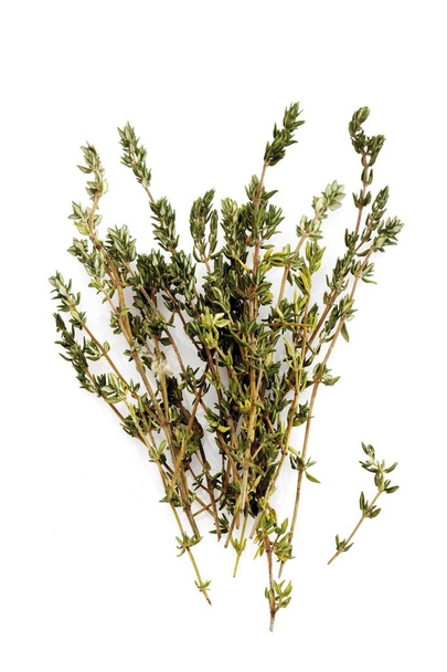 Thyme (Thymus) at white background  - Photo, Image