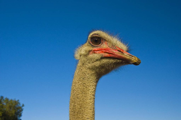 Ostrich Struthio camelus, portrait, South Africa - Photo, Image