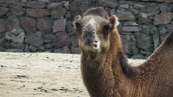 Mammal Animal Camel - Footage, Video