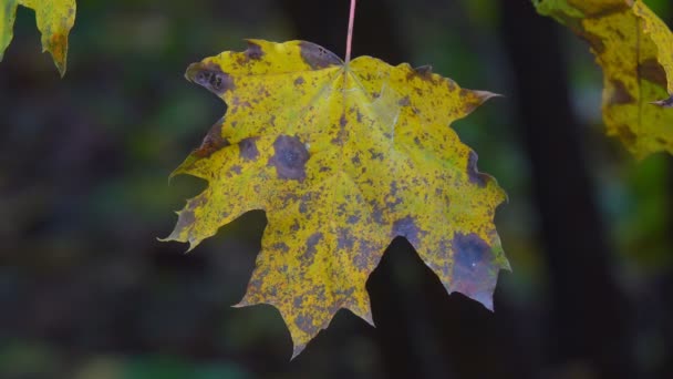 秋の公園の木 - 映像、動画