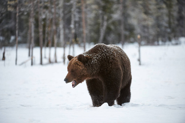 Medvěd hnědý ve sněhu - Fotografie, Obrázek