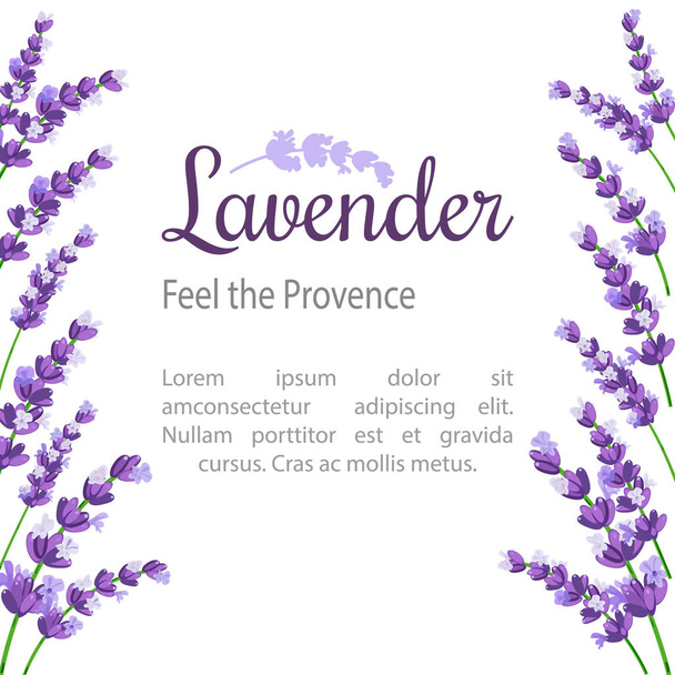 Lavender Card with flowers. Vintage Label with provence violet lavender. - Vector, Imagen