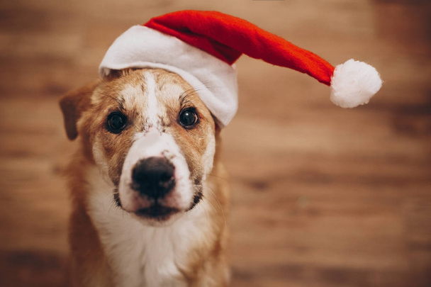 Cane carino a Babbo Natale cappello
 - Foto, immagini