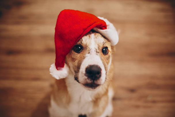 Lindo perro en Santa sombrero
 - Foto, imagen