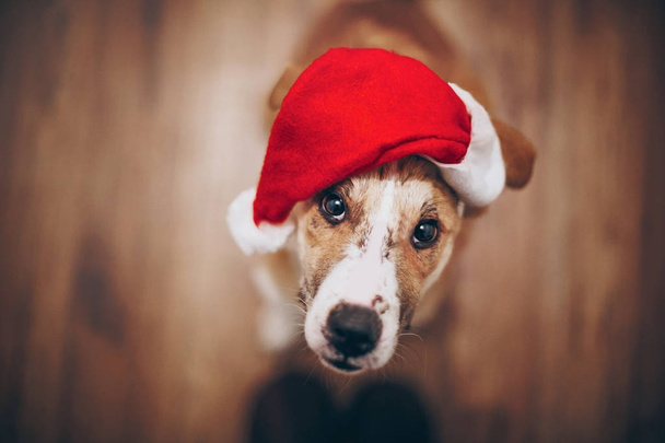 Cão bonito em chapéu de Santa
 - Foto, Imagem