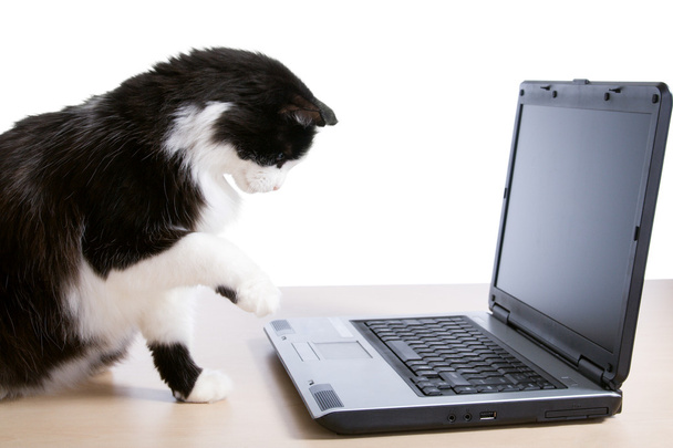 Cat uses a laptop - Foto, Imagem