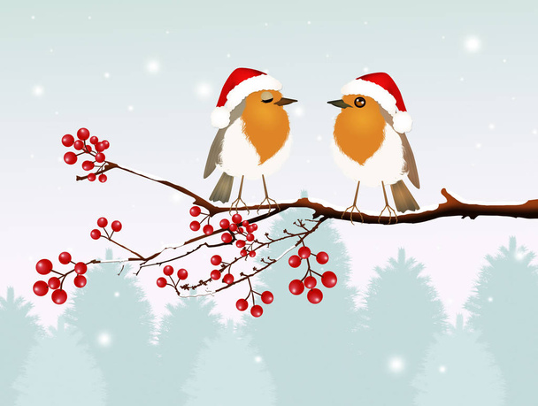 robin couple at Christmas - Foto, imagen