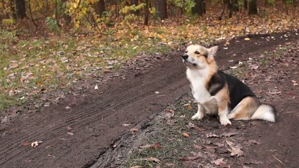 The dog sits on the road and sniffs the air. Autumn in the forest, season of bad roads. - Séquence, vidéo