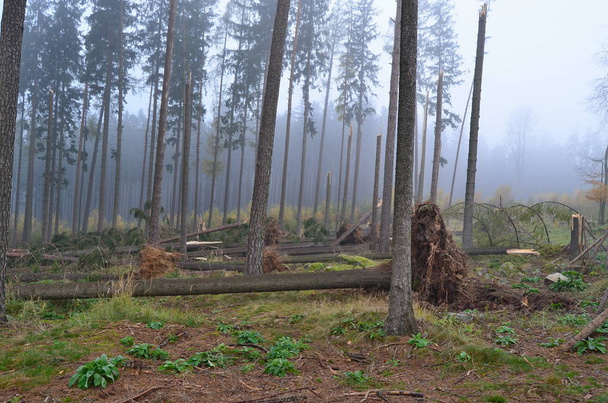 vista da floresta danificada pelo vento, sul da Boêmia
 - Foto, Imagem
