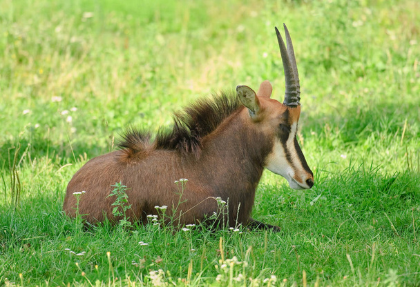 Antilopa Vraná nebo niger kráva - Fotografie, Obrázek