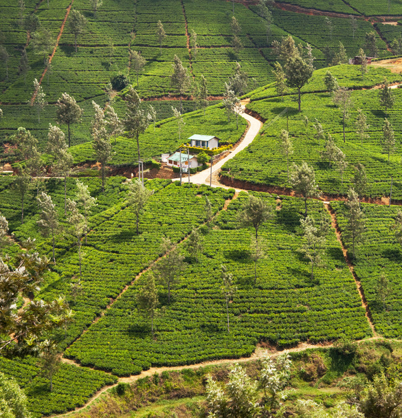 Plantação de chá
 - Foto, Imagem