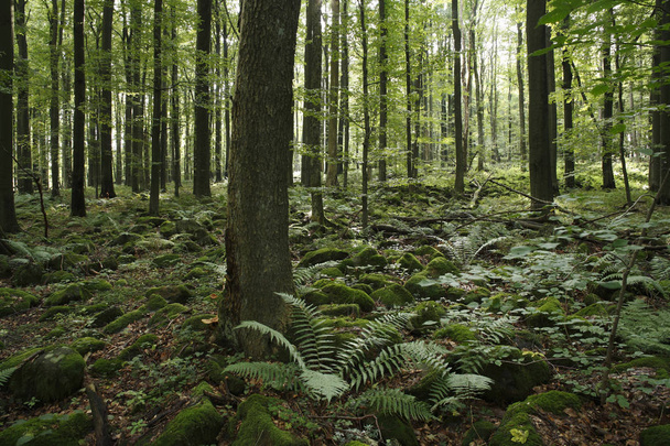 forest with trees in Schafstein mountain, Hesse, Germany - Fotoğraf, Görsel