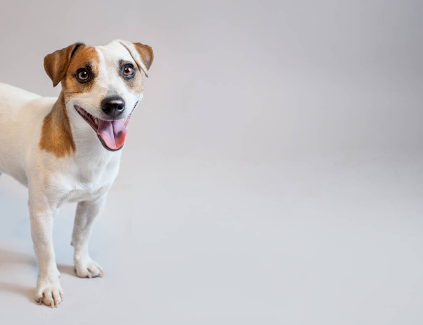 Smiling dog at studio - Фото, зображення