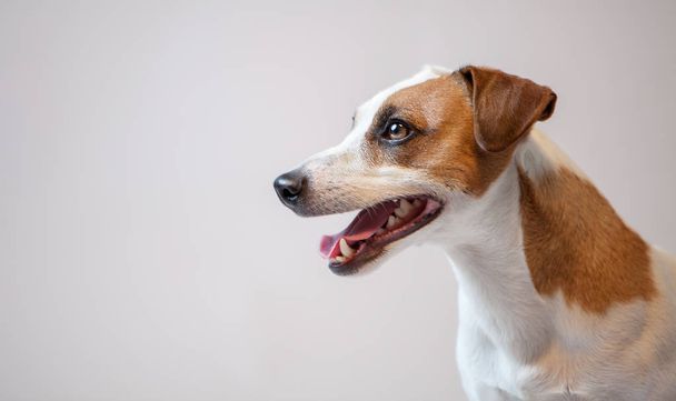 Smiling dog at studio - Фото, зображення