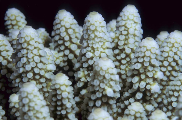 Stone Coral Acropora nasuta, structure of coral  - Foto, afbeelding