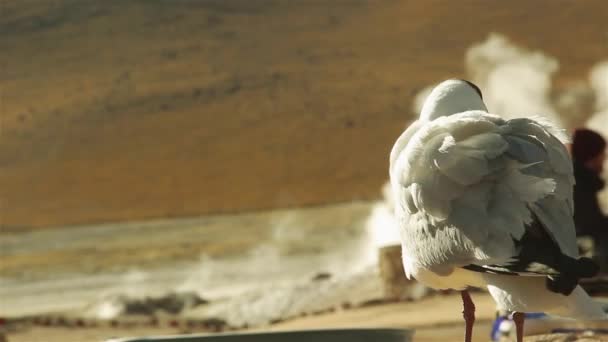  Andean Gull In The Geysers Of Tatio, San Pedro De Atacama, Chile - Materiał filmowy, wideo