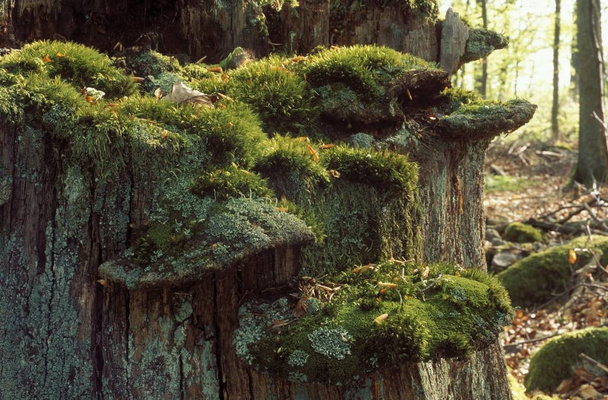Fungi on rotten trunk, Blekinge Laen, Sweden, Europe - Foto, imagen