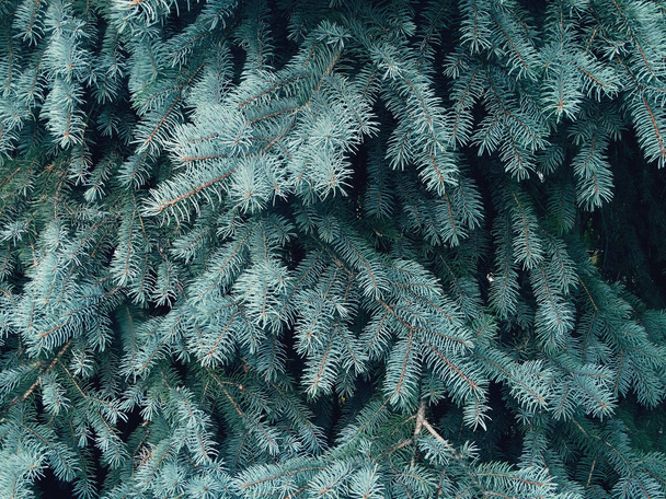Spruce branches in the forest - Fotó, kép