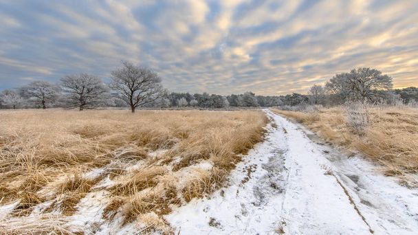 Winter heathland landscape panorama Assen Drenthe - Photo, Image