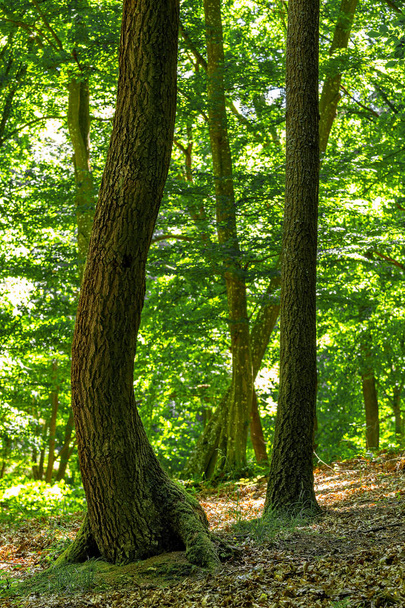 Green oak forest in spring time - 写真・画像