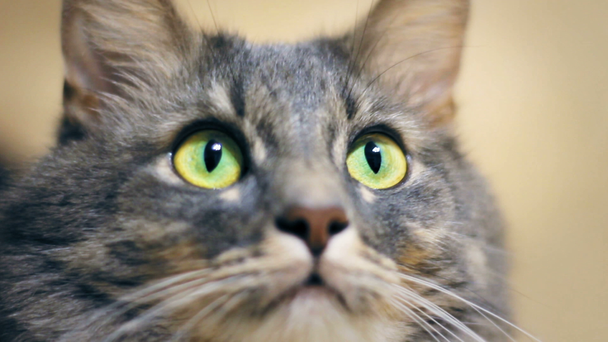 Gri kedi yakın büyük yeşil gözleri ile kameraya arar - Video, Çekim
