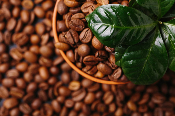 Rostlina kávovníku a pražená kávová zrna. Pohled shora - Fotografie, Obrázek