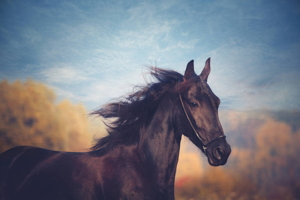 Retrato de caballo negro sobre el fondo amarillo de otoño y cielo azul
 - Foto, Imagen