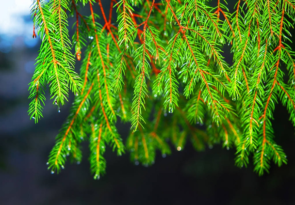 クリスマスツリーの枝 - 写真・画像