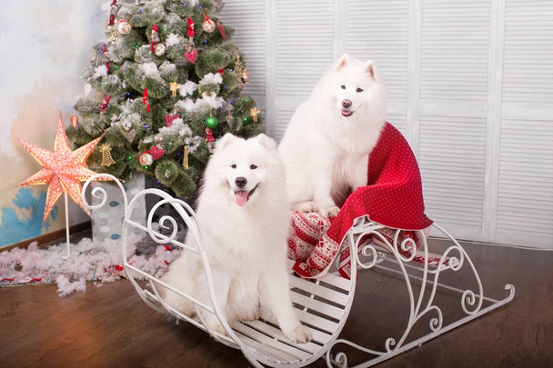Two white samoyed husky dog. Christmas and New Year decorations. Dog near the christmas tree. - Фото, изображение